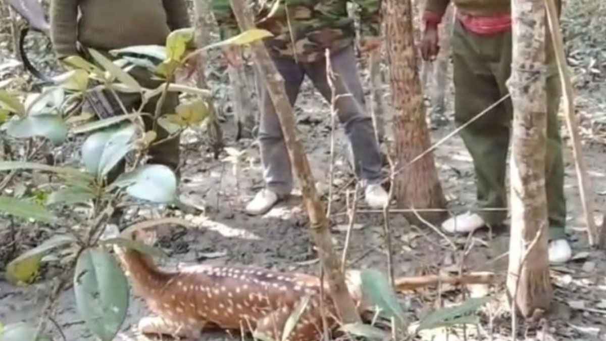 সুন্দরবনে শিকারির ফাঁদ থেকে ফের হরিণ উদ্ধার