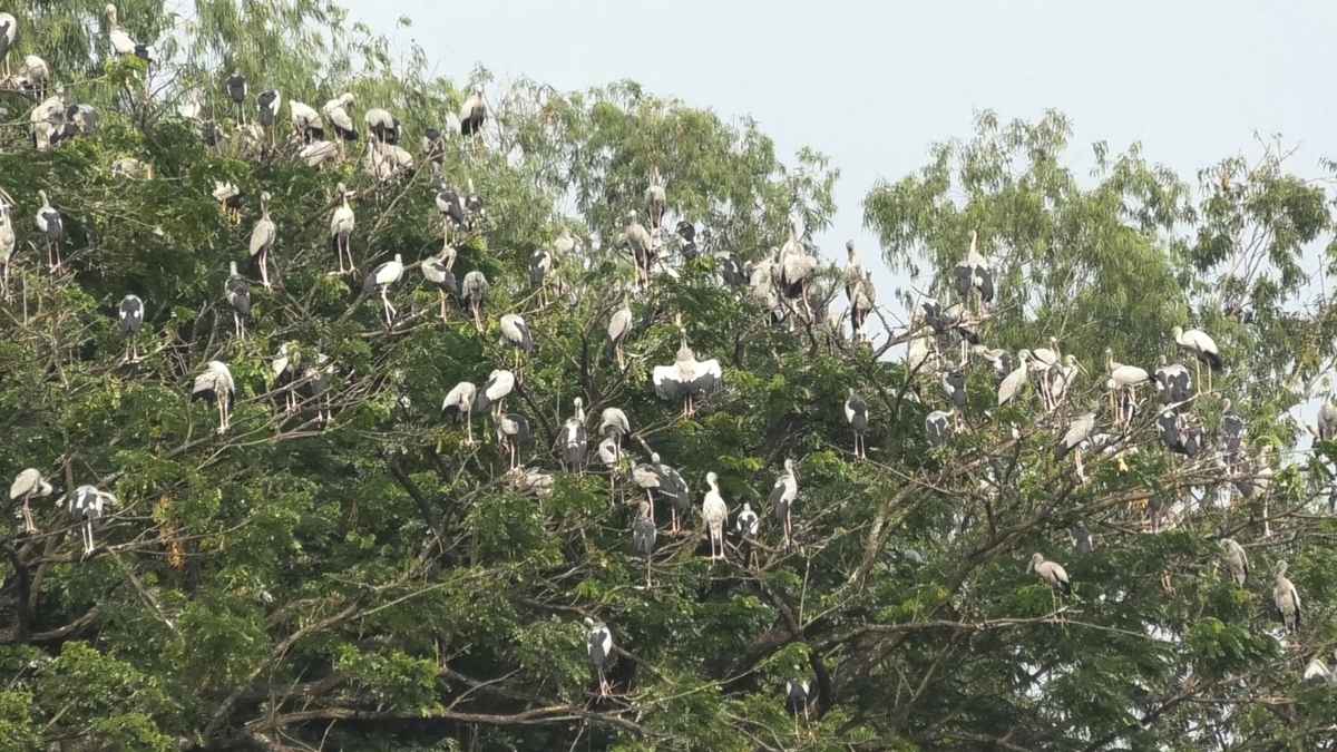 অতিথি পাখিতে ভরপুর চলনবিলের নদী-খালবিল