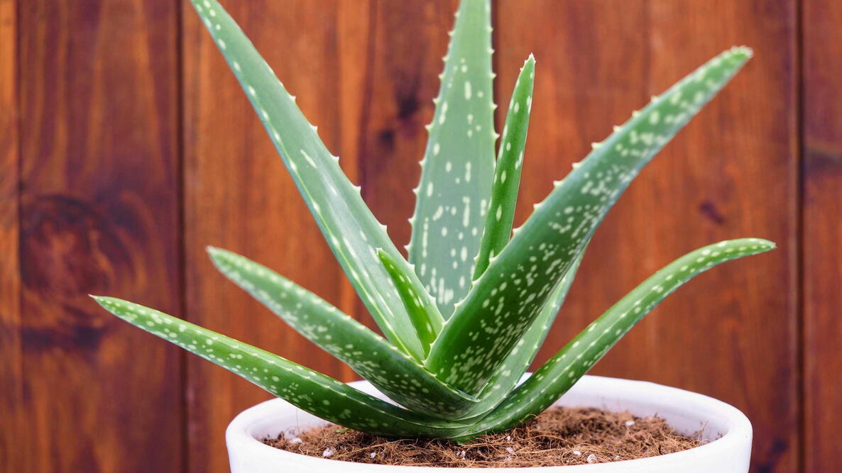 aloe-vera