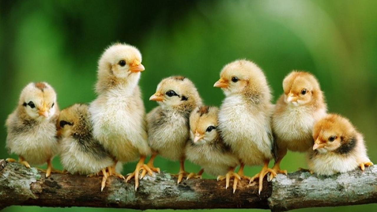 মুরগির বাচ্চা আমদানি বন্ধ হলে সংকটে পড়বে খ্যাদ্যনিরাপত্তা ও খামারিরা