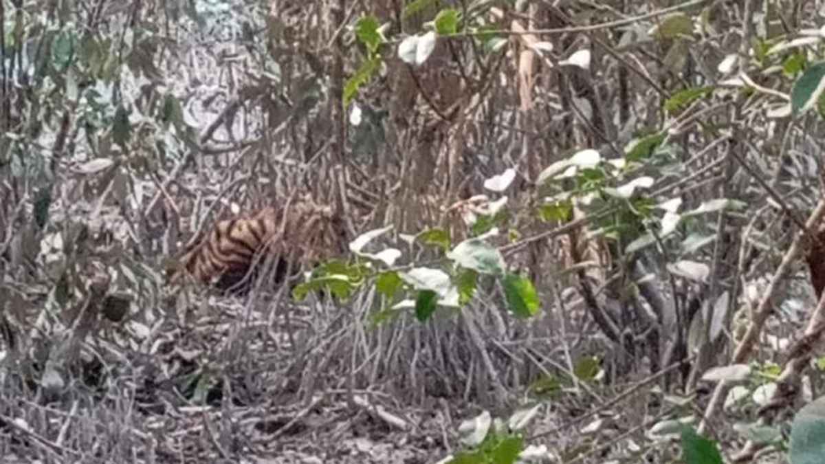 সুন্দরবনে হরিণ শিকারের ফাঁদে আটকা পড়েছে বাঘ