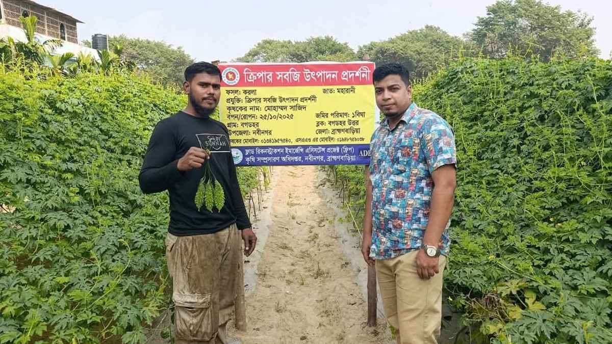 তেতো করলার আশানুরূপ ফলনে সাজিদের মুখে মিষ্টি হাসি