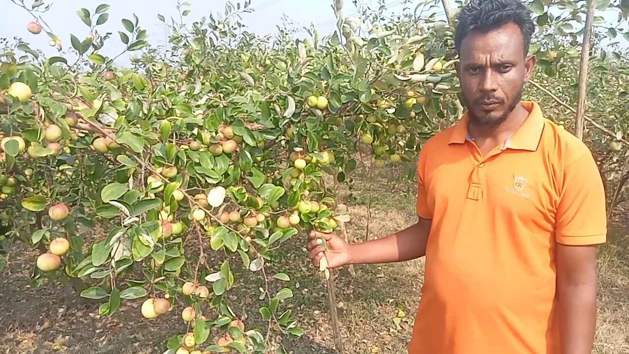 শখের বসে কুল চাষ, শরিফুলের বছরে আয় ৫ লাখ টাকা