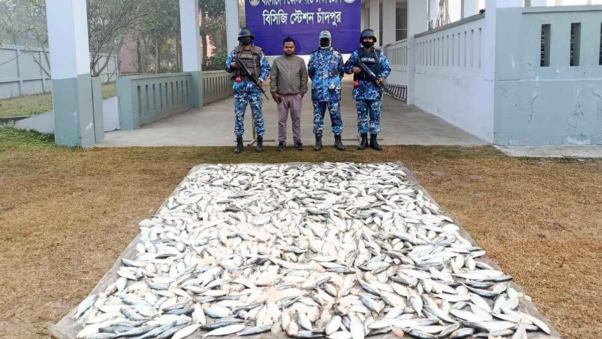 চাঁদপুর মাছঘাট থেকে ৮ মণ জাটকা জব্দ