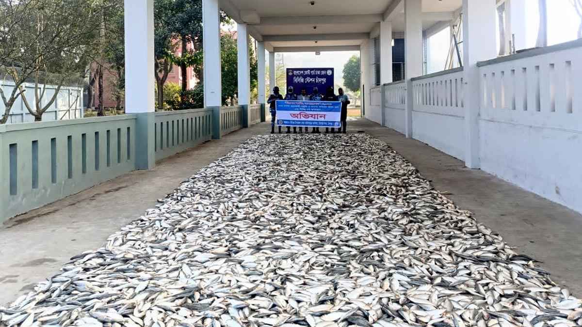 চাঁদপুরে যাত্রীবাহী লঞ্চ থেকে ৭ মেট্রিক টন জাটকা জব্দ