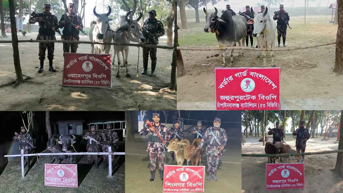 চাঁপাইনবাবগঞ্জের ৫ সীমান্তে বিশেষ অভিযান, ভারতীয় ১০ গরু জব্দ
