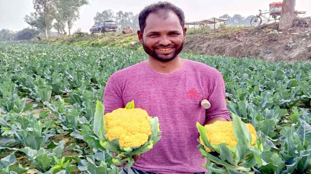 রঙিন ফুলকপি চাষে দিনাজপুরে কৃষকের মুখে হাসি