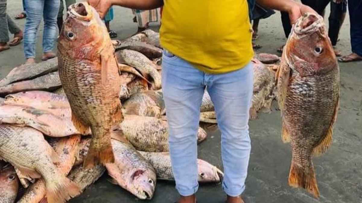 সেন্টমার্টিনে জেলের জালে ধরা পড়ল ১০ লাখ টাকার কোরাল