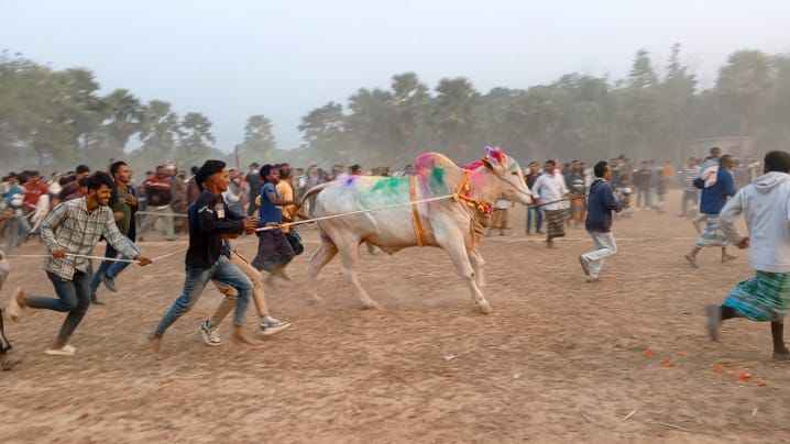 ফরিদপুরে অনুষ্ঠিত হলো ঐতিহ্যবাহী গরুদৌড় প্রতিযোগিতা