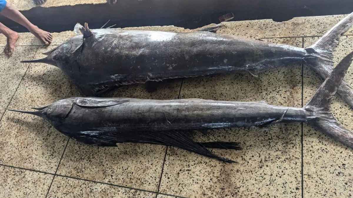 জেলের জালে ১৬০ কেজি ওজনের দুই পাখি মাছ