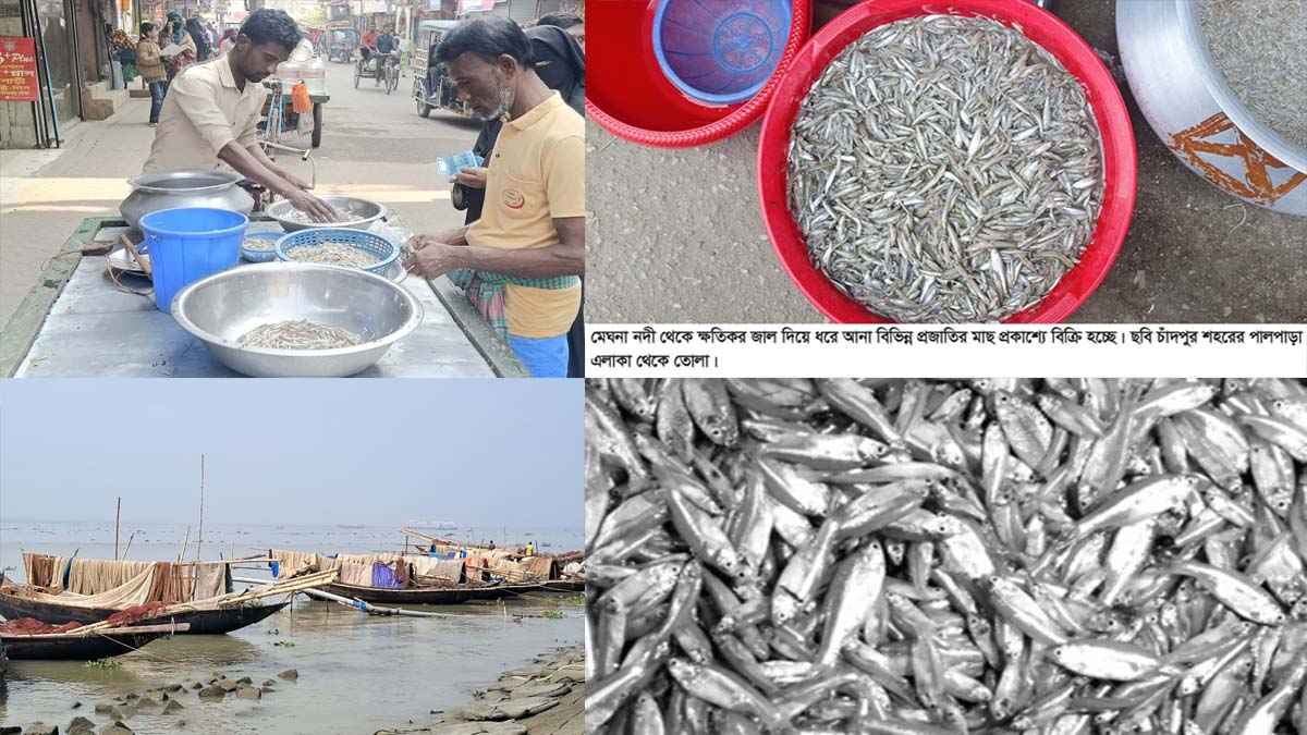 মেঘনায় ক্ষতিকর জালে ধরা হচ্ছে ছোট প্রজাতির মাছ