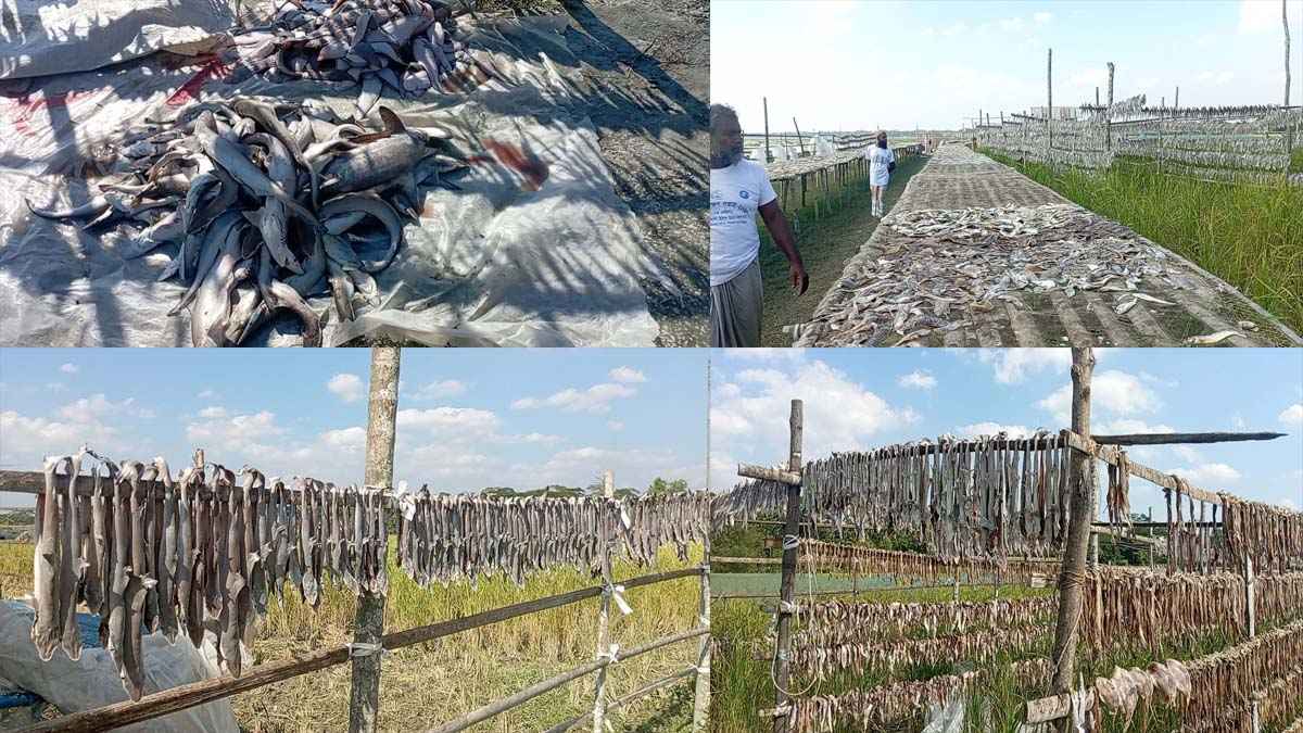 নিষিদ্ধ হাঙর ও শাপলার শুঁটকি তৈরি হয় পিরোজপুরে বিক্রি চট্টগ্রাম