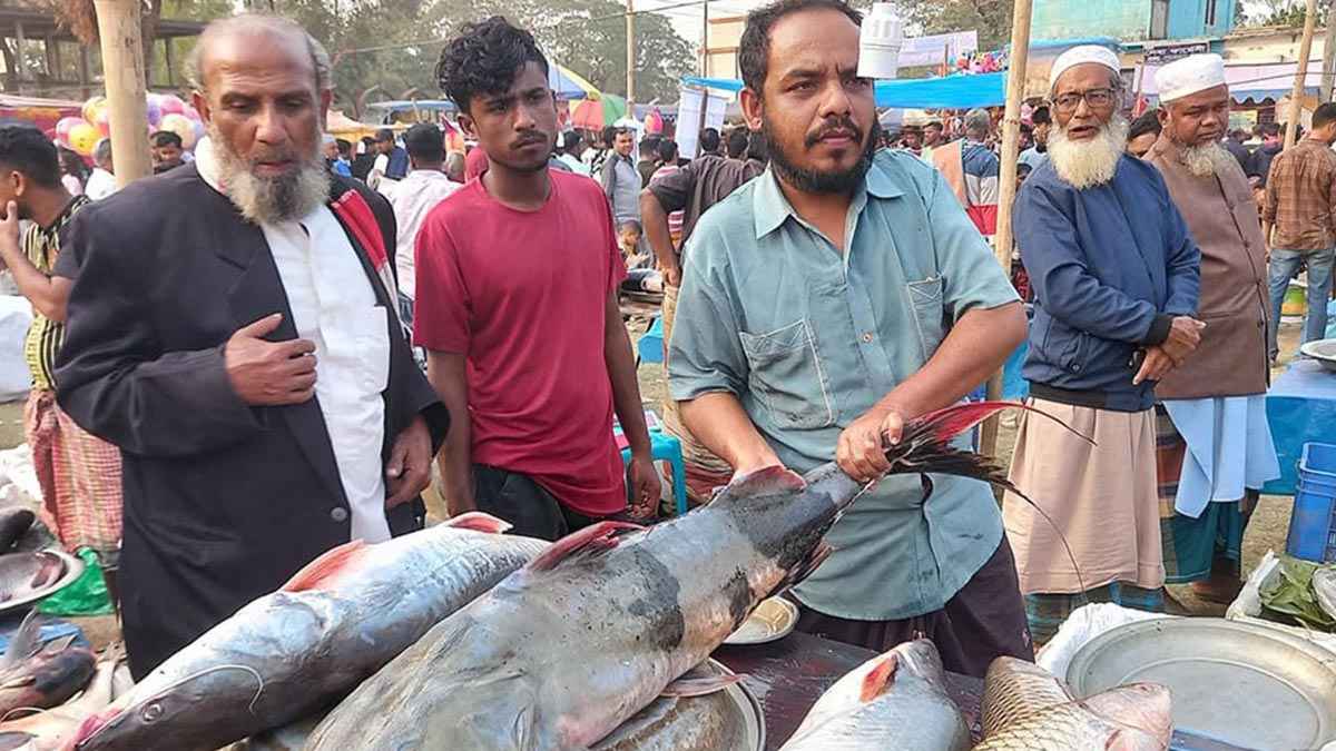 পইল মেলায় বাঘাইড় মাছের দাম আড়াই লাখ টাকা