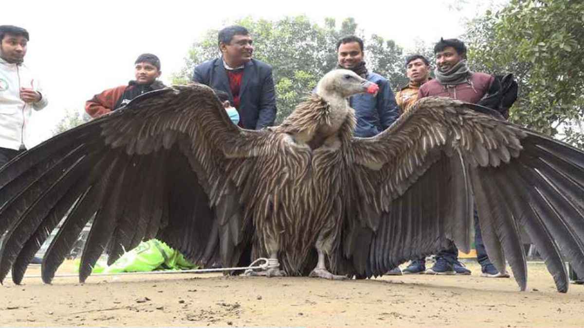 বিপন্ন প্রজাতির ‘হিমালয়ান গৃধিনী’ শকুন উদ্ধার