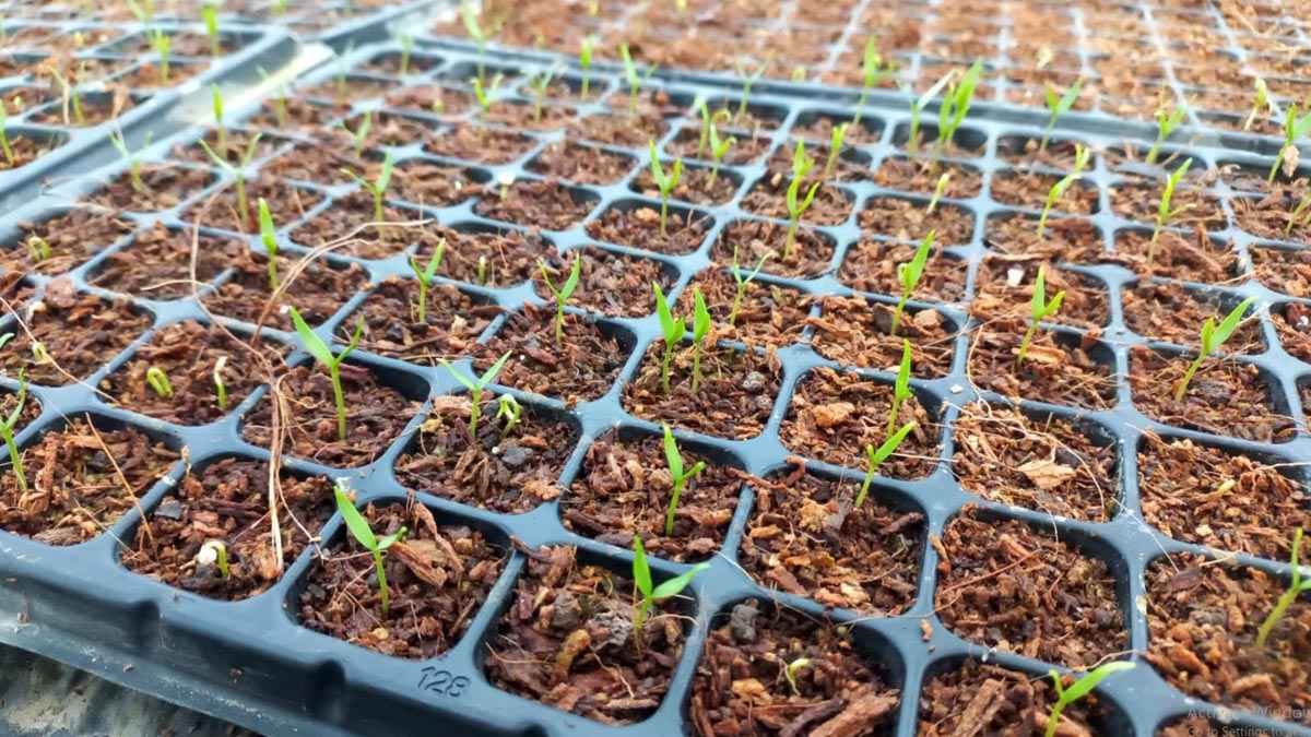 পলি নেট হাউজে উন্নত প্রযুক্তির চারা উৎপাদন, বদলে যাচ্ছে কৃষিব্যবস্থা