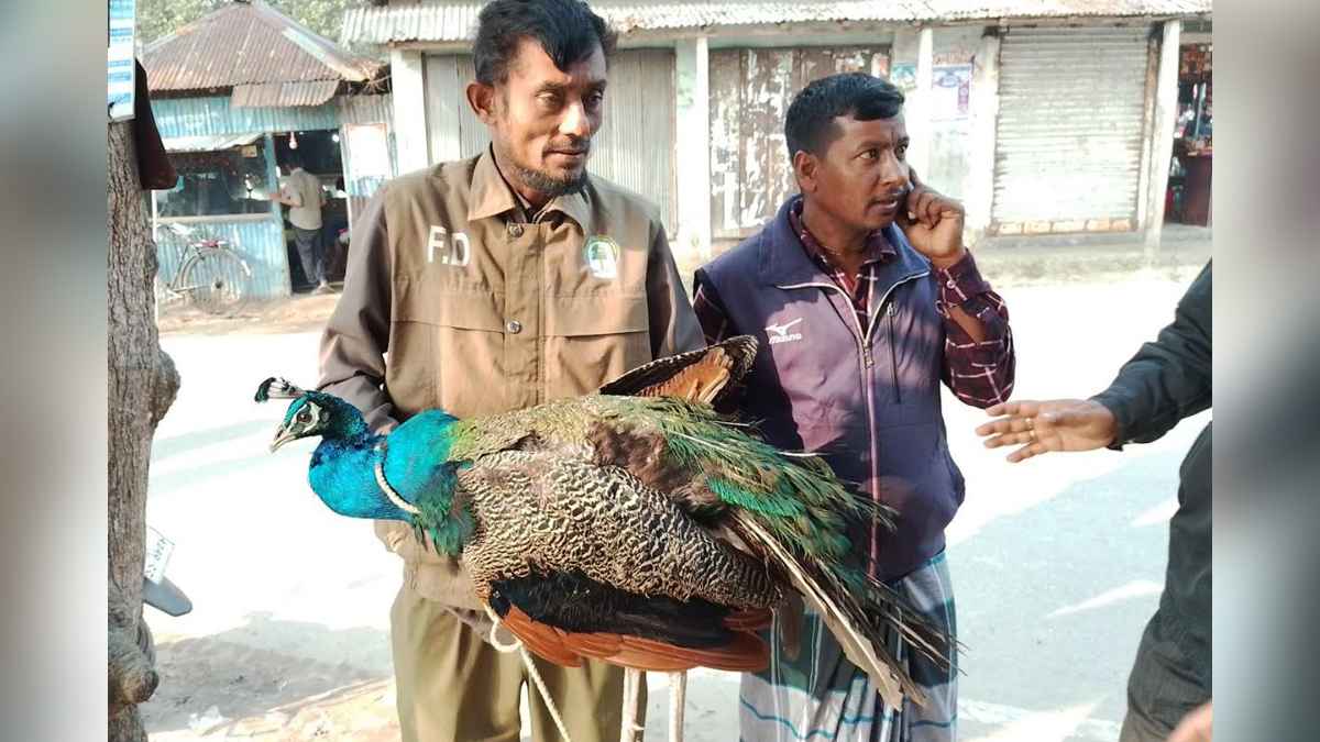 আহত অবস্থায় বিরল প্রজাতির ময়ূর উদ্ধার