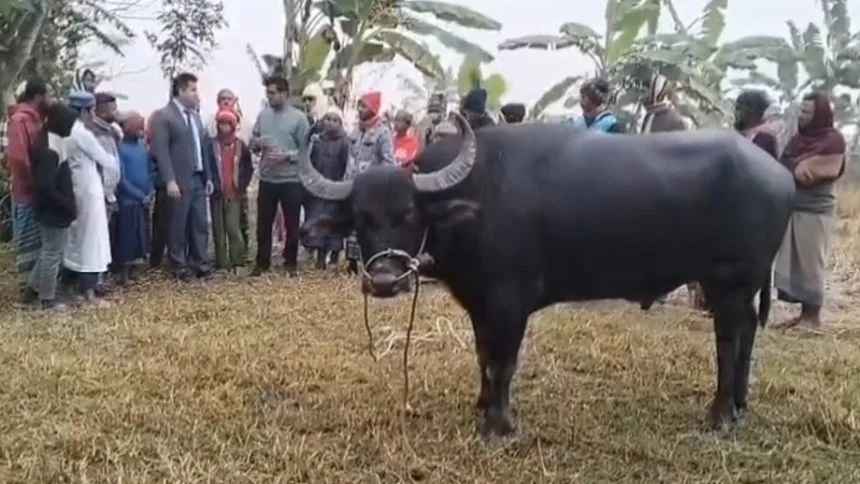 কলাপাড়ায় মহিষের লড়াই দেখতে হাজারও মানুষ, প্রশাসনের হস্তক্ষেপে বন্ধ