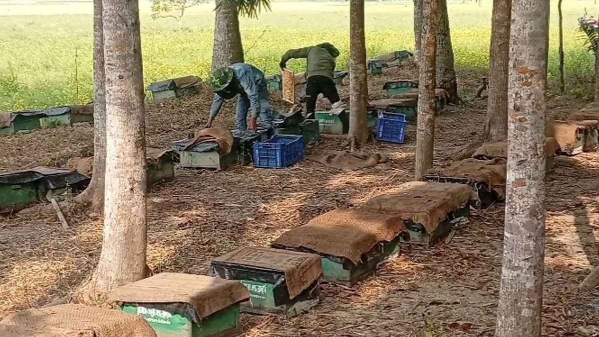 অতি শীত ও কুয়াশায় নড়াইলের মধুচাষিরা লোকসানের মুখে