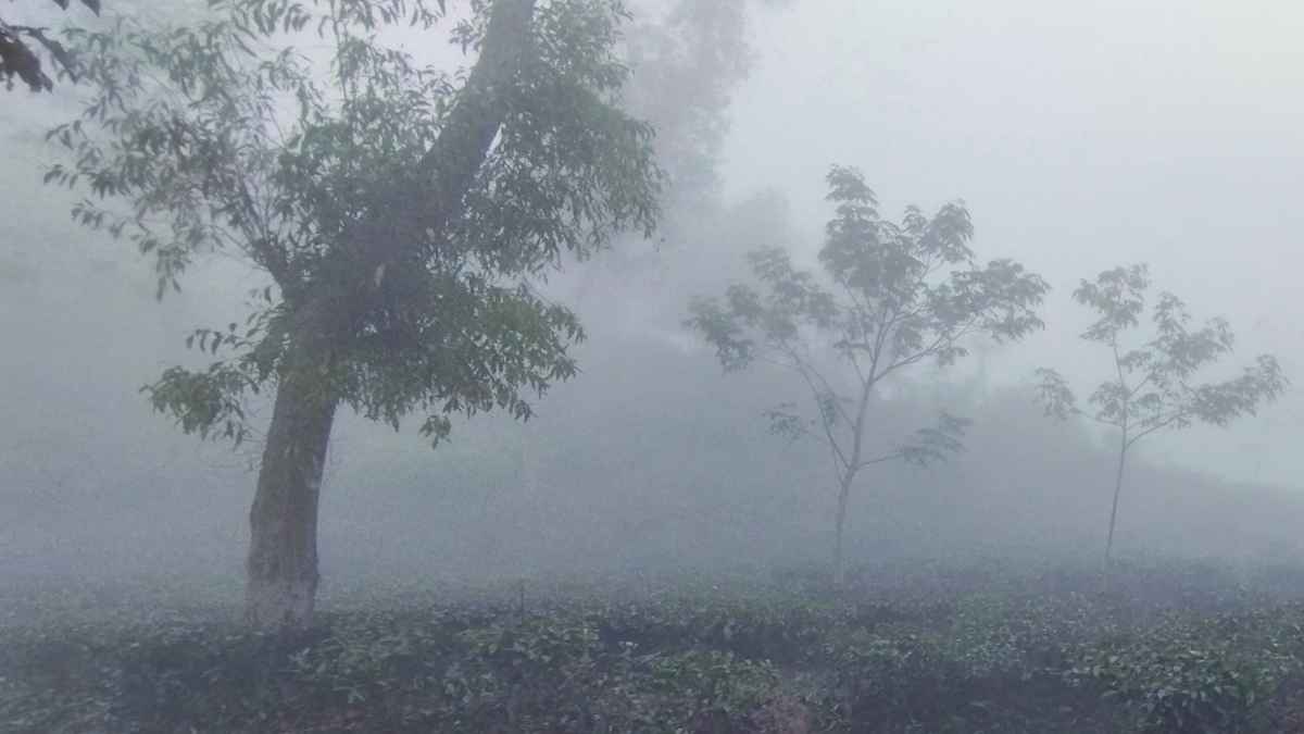 দেশের সর্বনিম্ন তাপমাত্রায় কাঁপছে শ্রীমঙ্গল