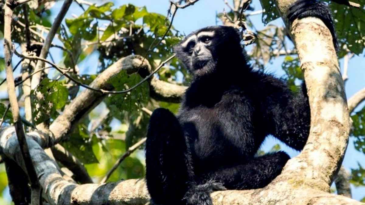 বনভূমি হারাচ্ছে প্রাণ, লোকালয়ে ঘুরে বেড়ায় বন্যপ্রাণী