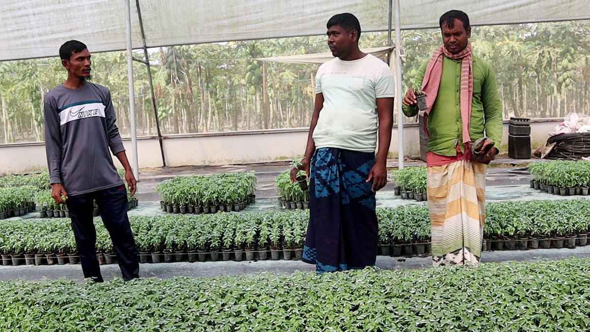নওগাঁয় পলিনেট হাউস ঘিরে কৃষিতে নতুন স্বপ্ন