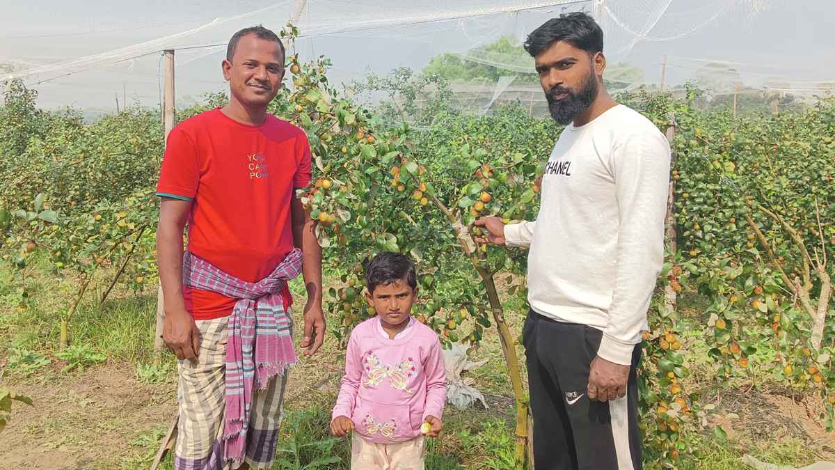 নড়াইলে কুল চাষে দুই বন্ধুর সাফল্য