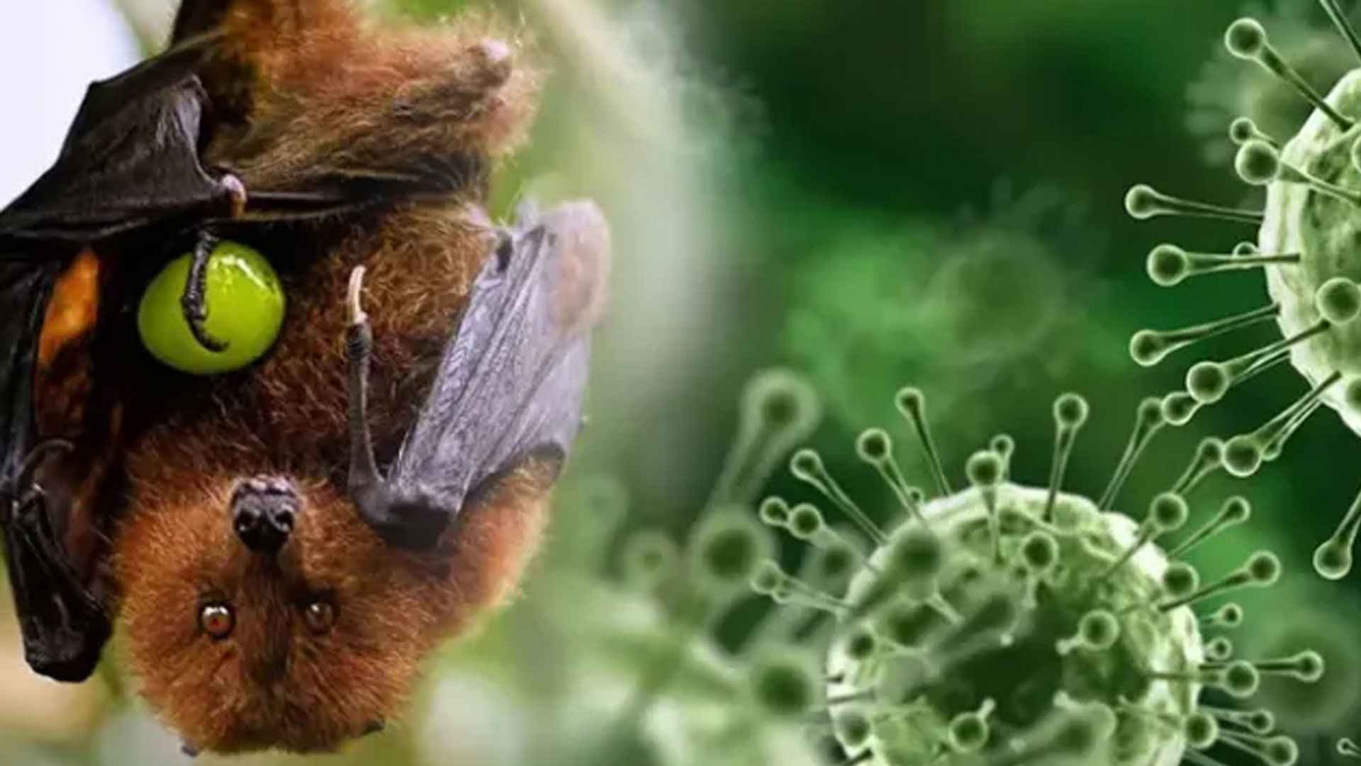 উদ্বেগ ছড়াচ্ছে নিপাহ ভাইরাস, কোন লক্ষণে সতর্ক হবেন?