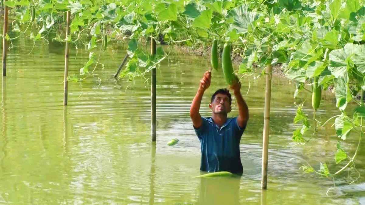 লাউ চাষে বিকাশের ভাগ্য বদল