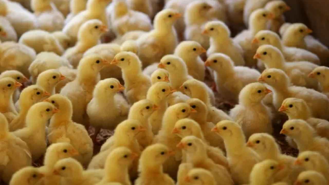 মুরগির বাচ্চা আমদানি বন্ধ হলে সংকটে পড়বে খ্যাদ্যনিরাপত্তা ও খামারিরা