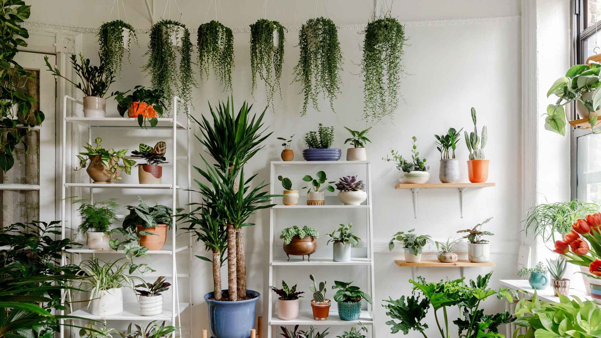 সামান্য যত্নে দীর্ঘদিন বাঁচে যেসব গাছ