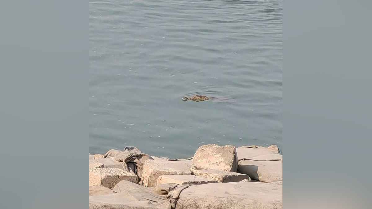 রাজবাড়ীতে পদ্মা নদীতে ভাসছে কুমির, জনমনে আতঙ্ক