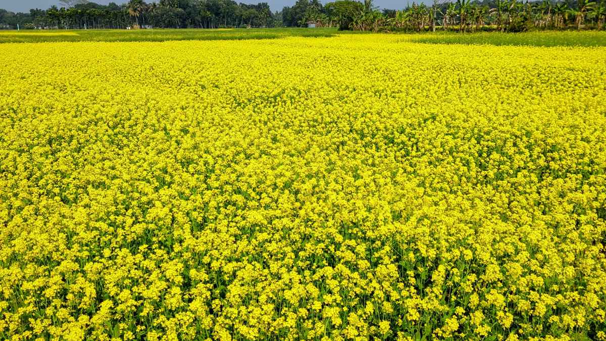রাজবাড়ীর দিগন্তজোড়া মাঠে সরিষা ফুলের স্বর্গরাজ্য
