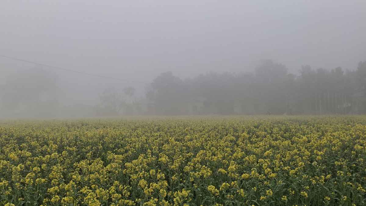 সিরাজগঞ্জে কনকনে শীত, বৃষ্টির মতো ঝরছে কুয়াশা