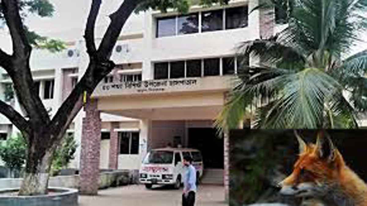 খেজু‌রের রস খেতে গিয়ে শিয়ালের কামড়ে আহত ৪