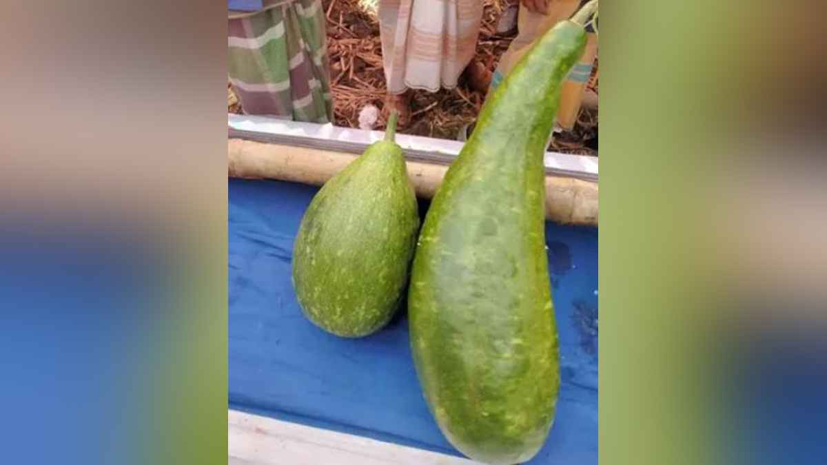 এক জোড়া লাউ ১৮ হাজার টাকায় বিক্রি  