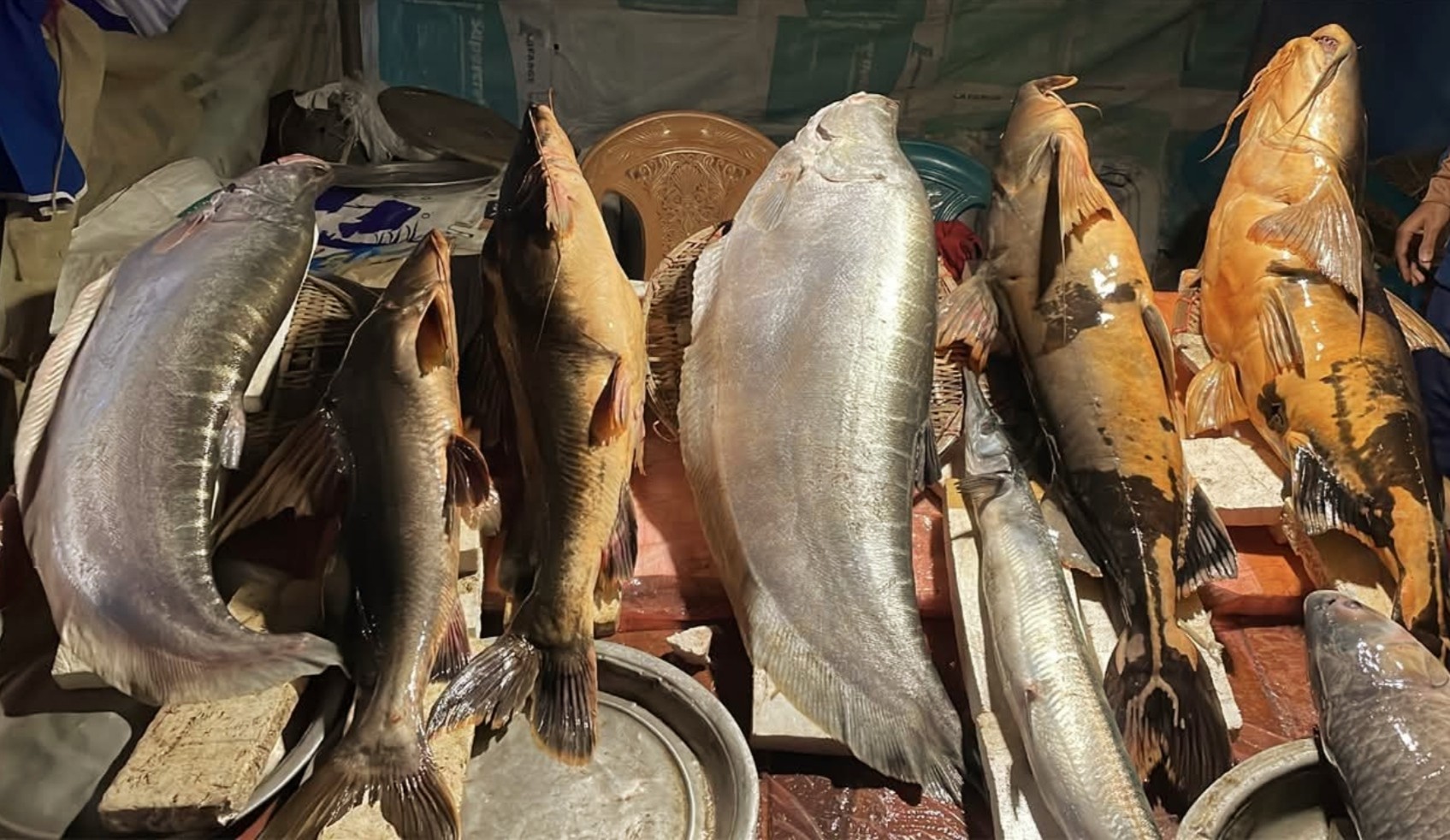 thumbnail_1000185065