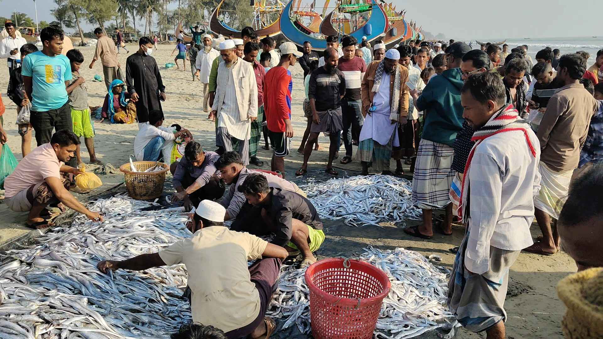 টেকনাফে জেলের জালে ১০৯ মণ ছুরি মাছ, ৮ লাখ টাকায় বিক্রি