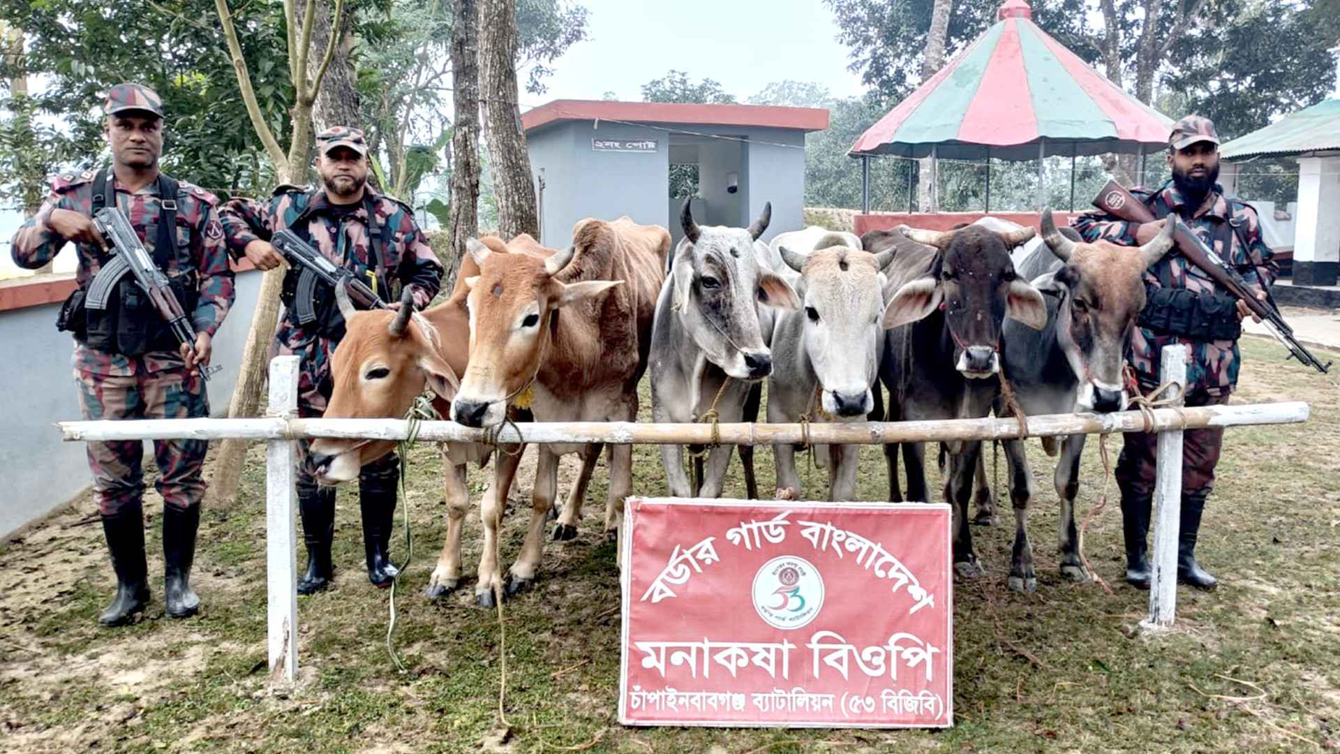 চাঁপাইনবাবগঞ্জ সীমান্তে বিশেষ অভিযানে ১৬টি ভারতীয় গরু জব্দ