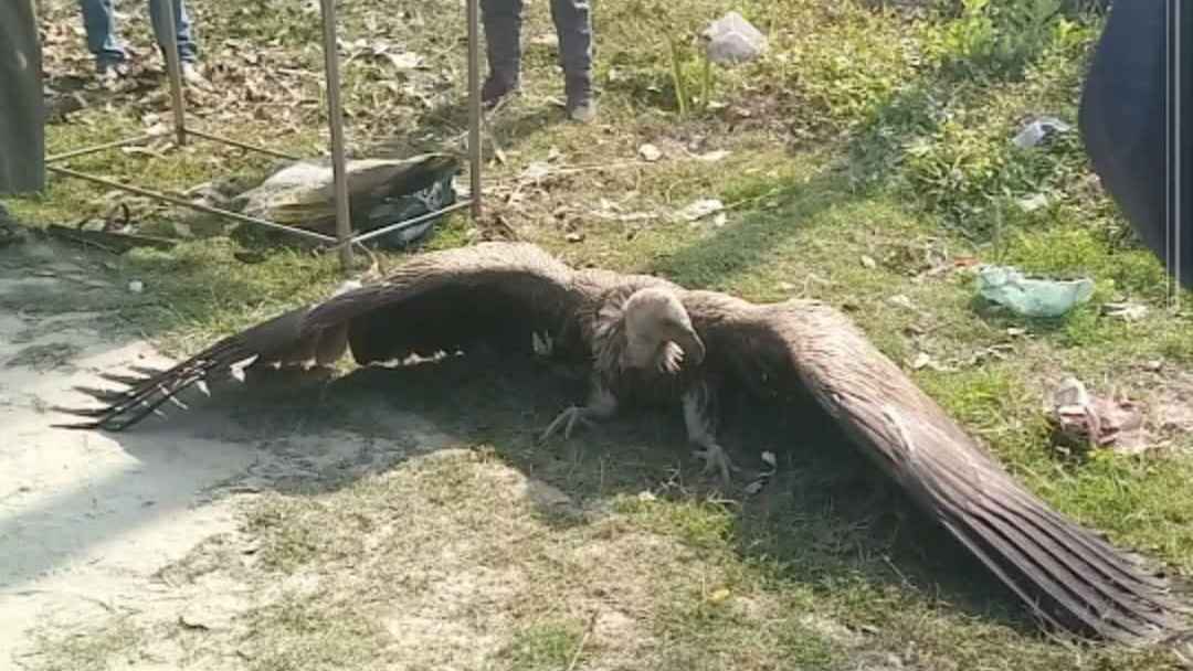 রাজবাড়ীতে বিরল প্রজাতির শকুন উদ্ধার