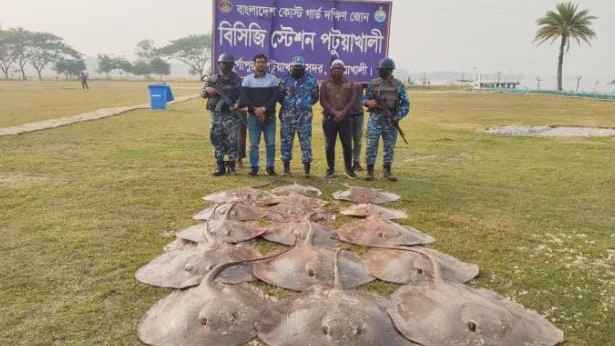 পটুয়াখালীতে অভিযানে ১ হাজার ৪৫০ কেজি শাপলাপাতা মাছ জাটকা জব্দ