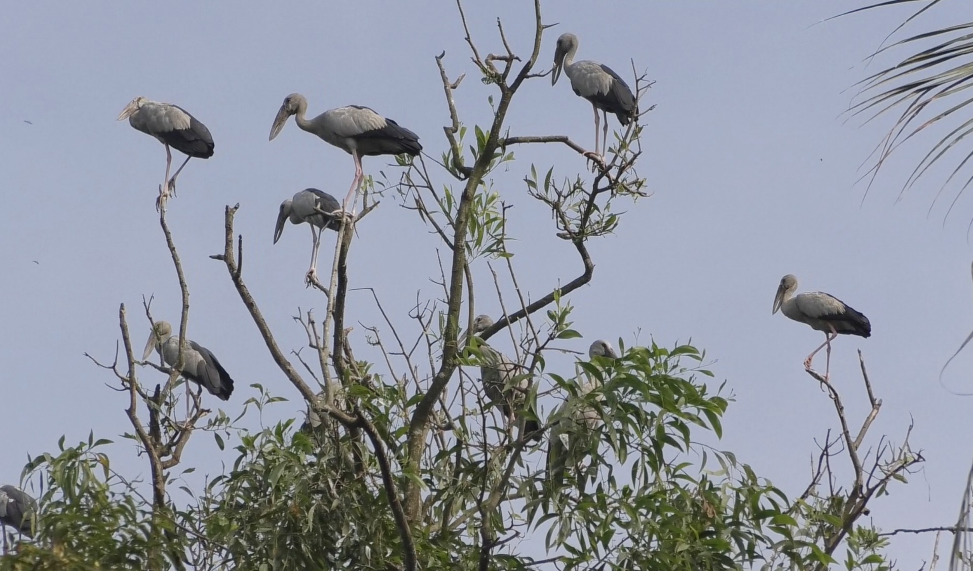 thumbnail_Sirajgonj_Pic_(1)