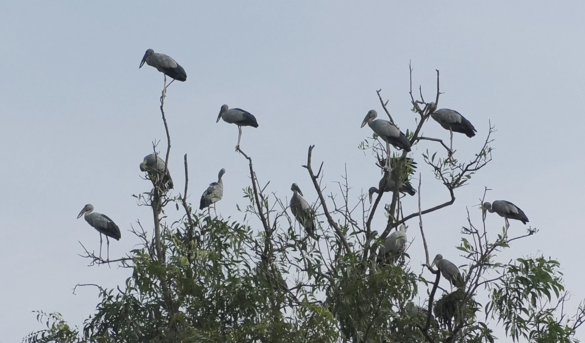 thumbnail_Sirajgonj_Pic_(3)