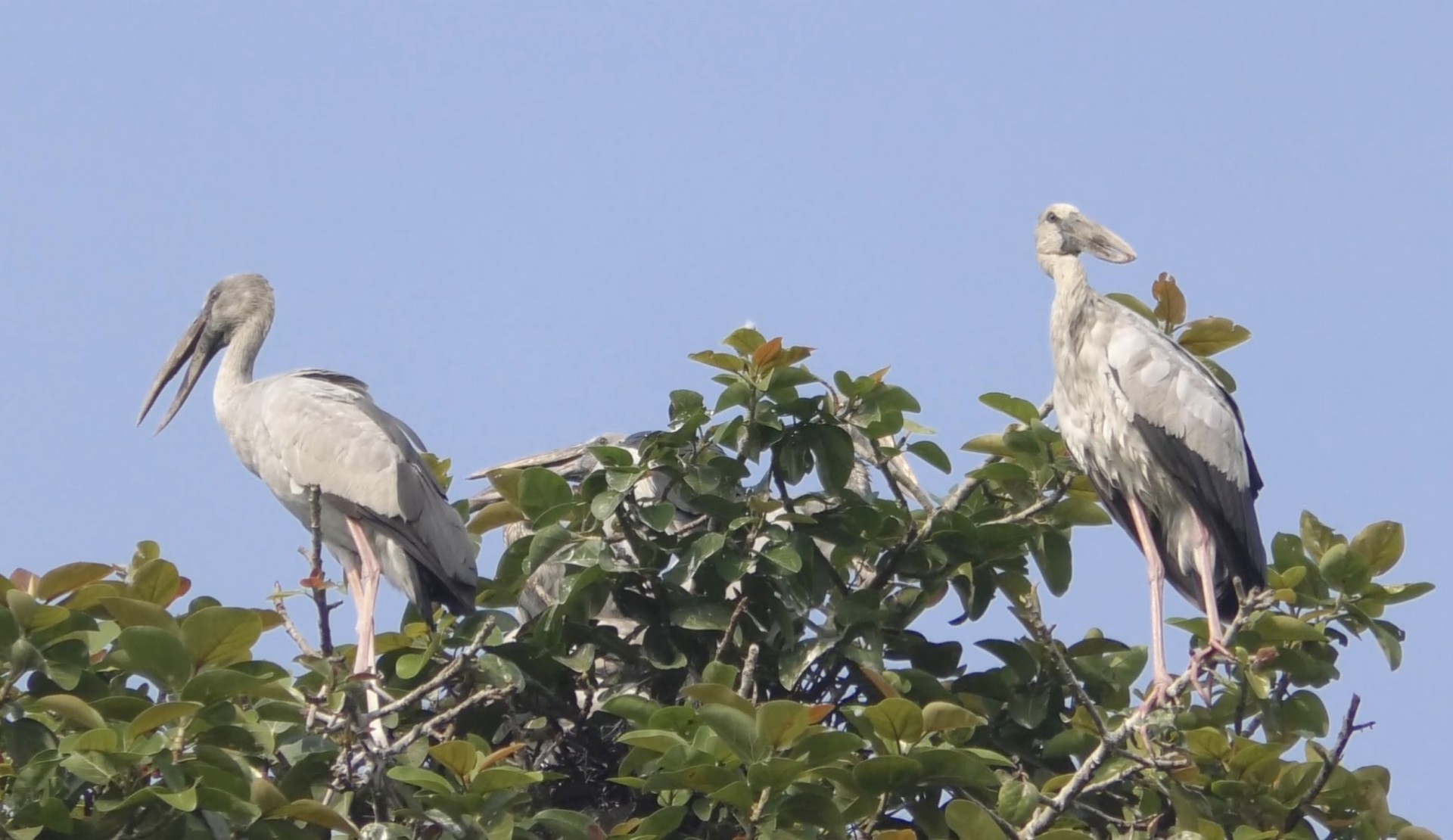 thumbnail_Sirajgonj_Pic_(4)