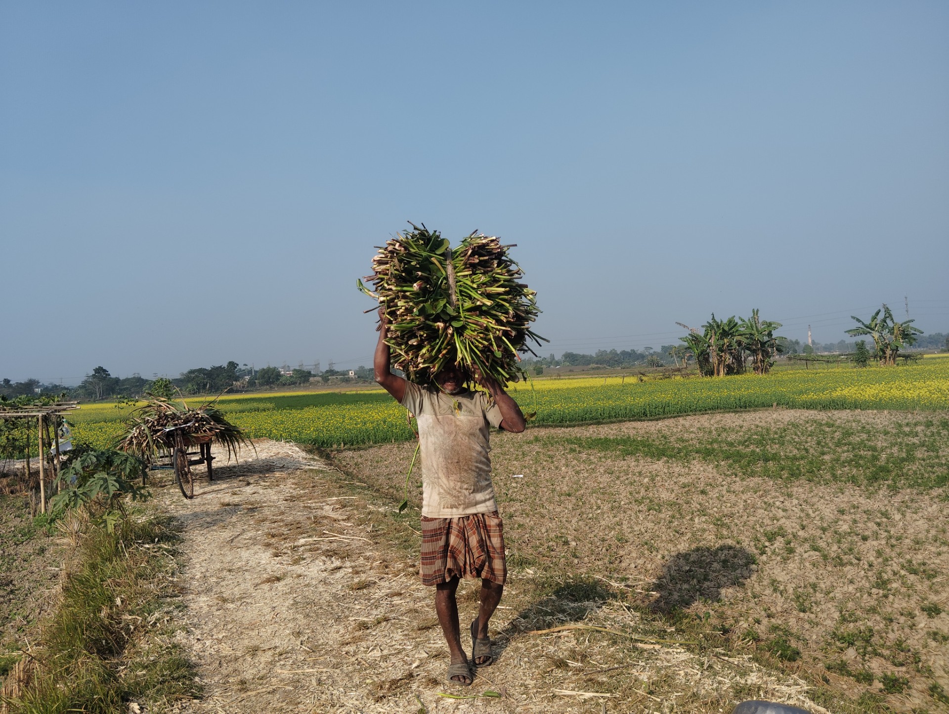 thumbnail_দোহারে_ঘাসের_সঙ্কট