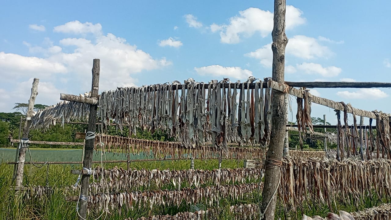 পিরোজপুর_সদর_উপজেলার_চিথলিয়া_গ্রামের_শুঁটকি_পল্লীতে_তৈর_হচ্ছে_হাঙরের_শুটকি-২