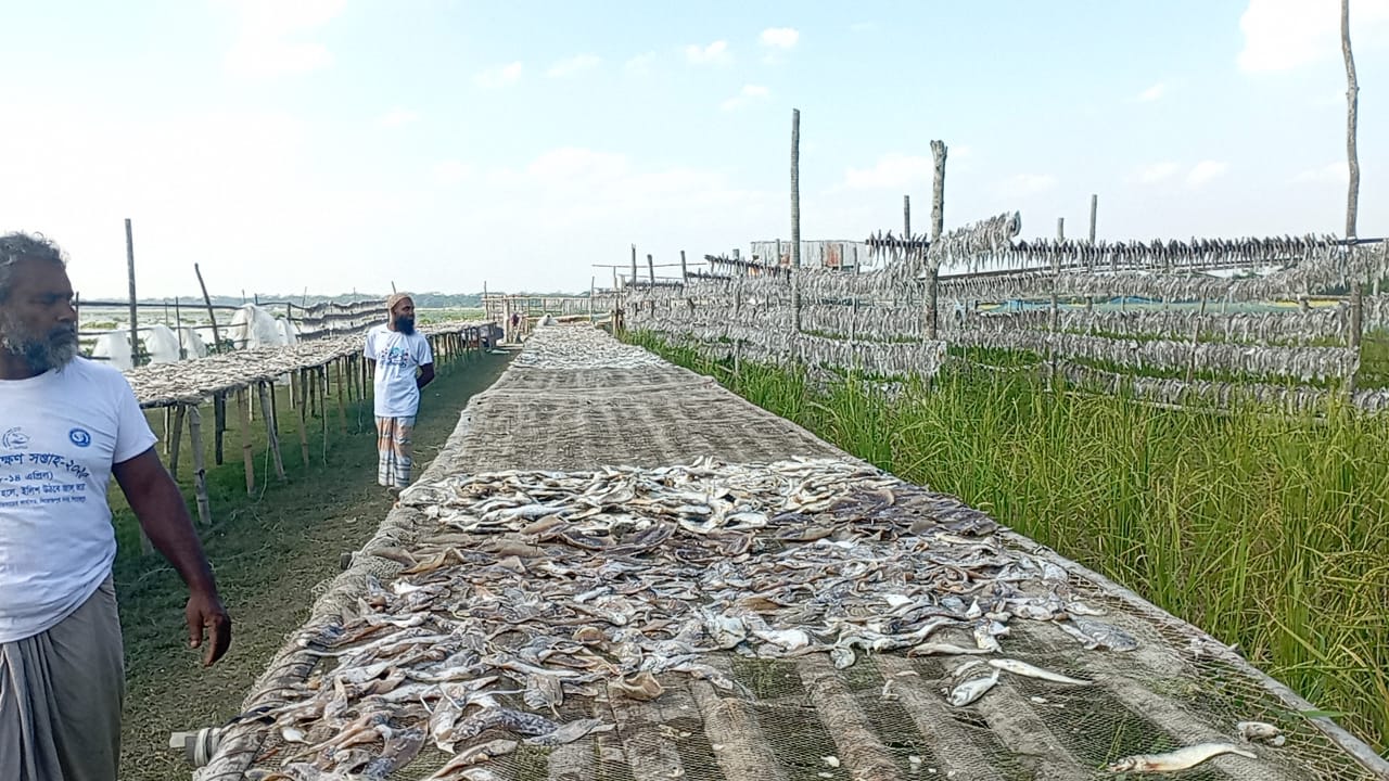 পিরোজপুর_সদর_উপজেলার_চিথলিয়া_গ্রামের_শুঁটকি_পল্লীতে_তৈর_হচ্ছে_হাঙরের_শুটকি-৪