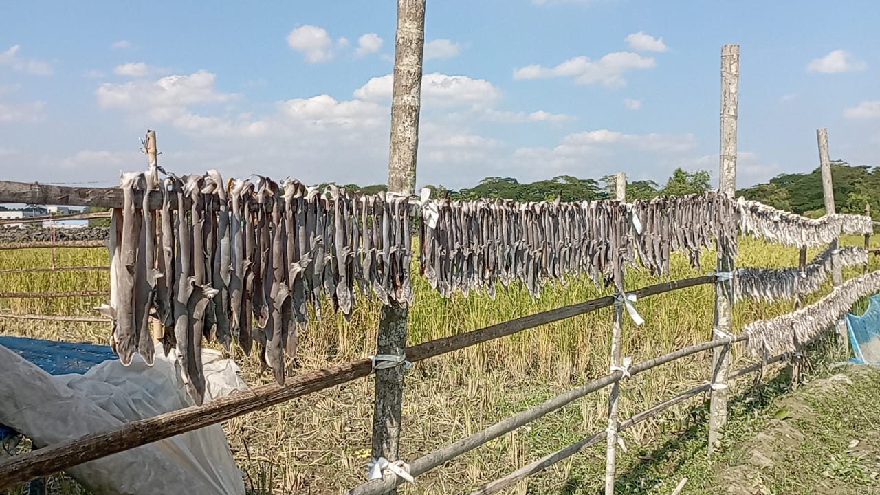 পিরোজপুর_সদর_উপজেলার_চিথলিয়া_গ্রামের_শুঁটকি_পল্লীতে_তৈর_হচ্ছে_হাঙরের_শুটকি