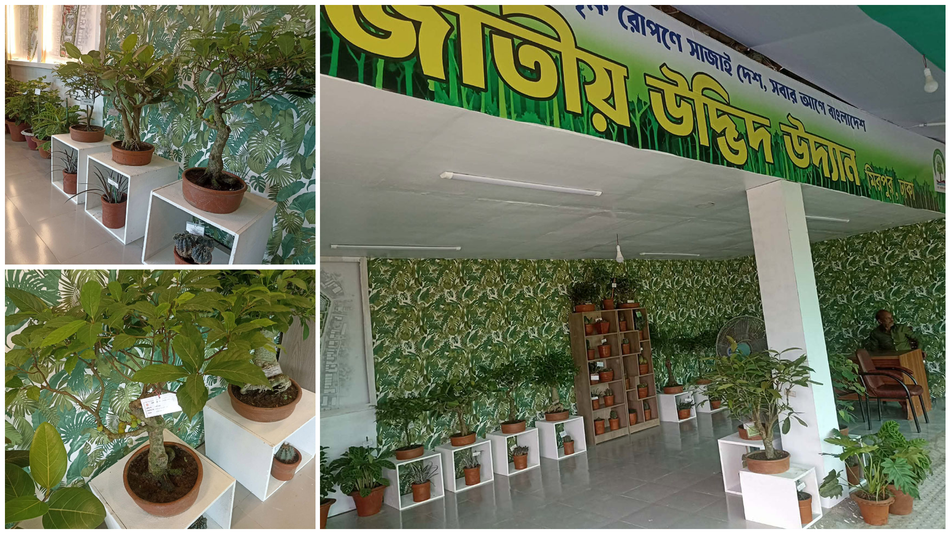 এক ফুট উচ্চতার ডমুর গাছের বয়স ২০ বছর, ঝুলছে ফল