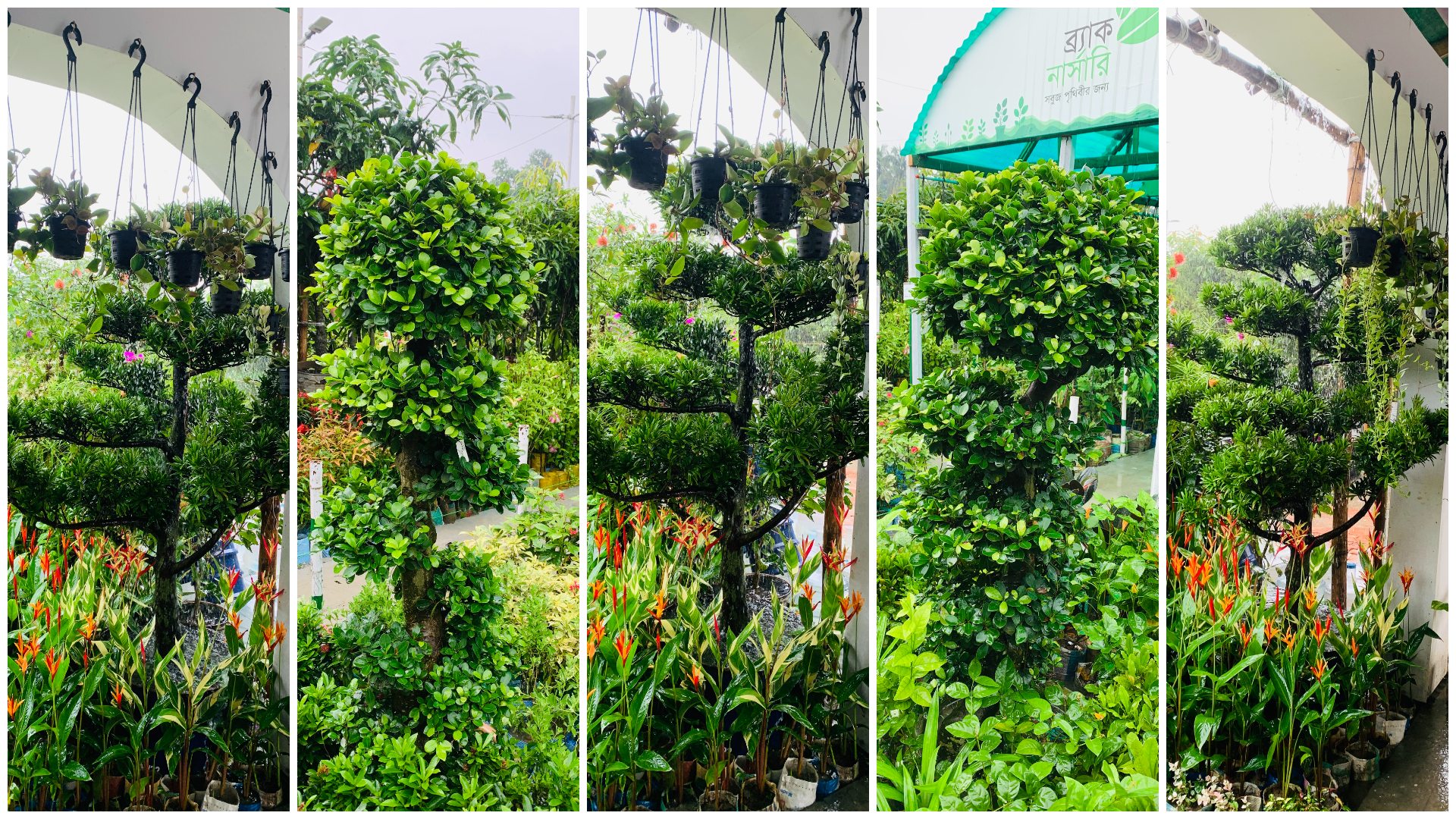 বৃক্ষমেলায় দুই লাখ টাকার বনসাই
