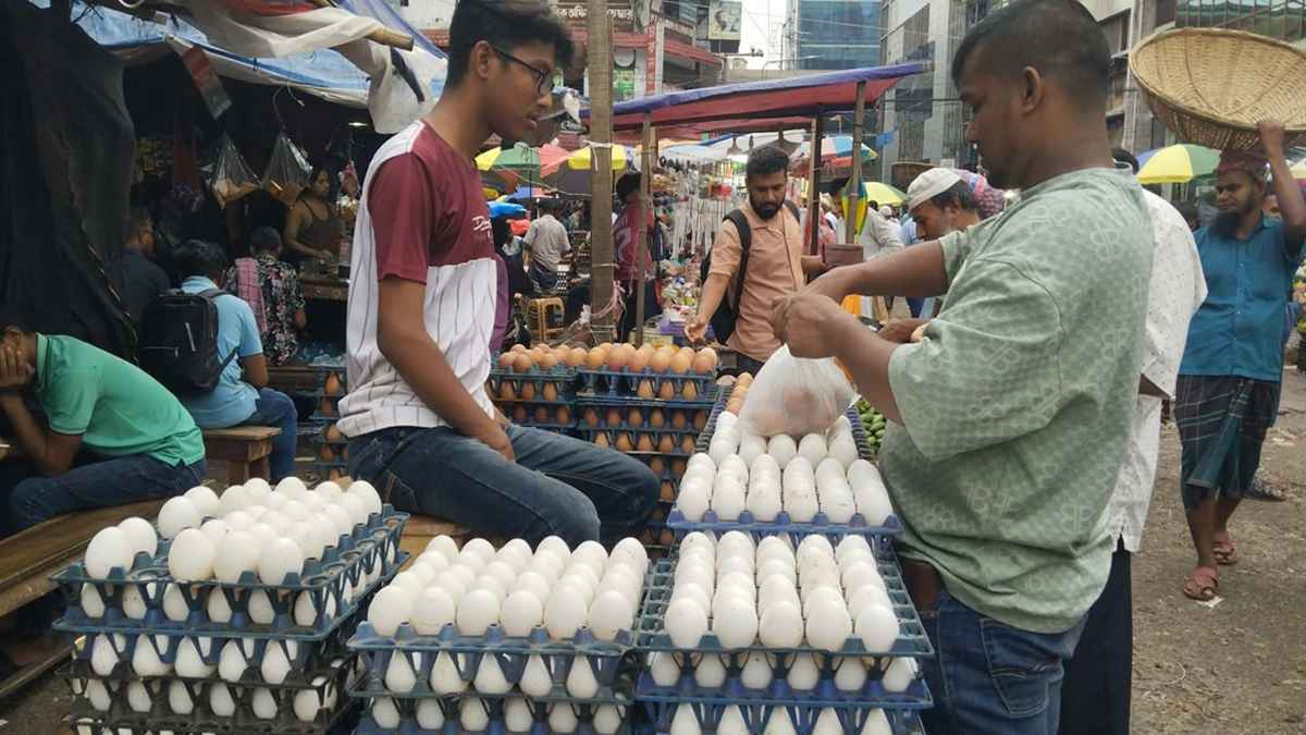 এক বাজারে দুই চিত্র: ছোট ডিমের ডজন ৮০, বড় ডিম ১৩০